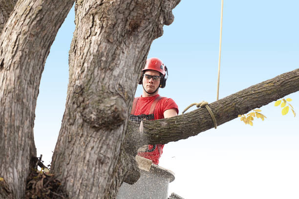 Best Palm Tree Trimming  in Easley, SC